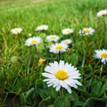 common-daisy-3309145_1920