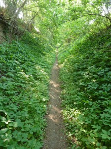 Hohlweg mit Girsch_web