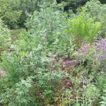 IMG-20170612-WA0011
